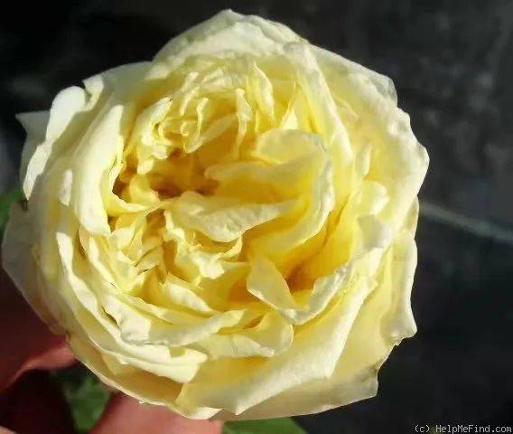 鲁本斯,杏黄,杏粉的色调非常柔美,非常少女,非常典型的茶香月季