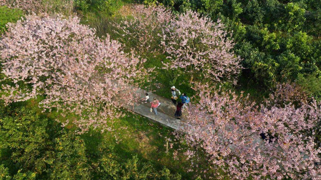 休闲娱乐 美不胜收 重庆春季赏花攻略请查收 公园