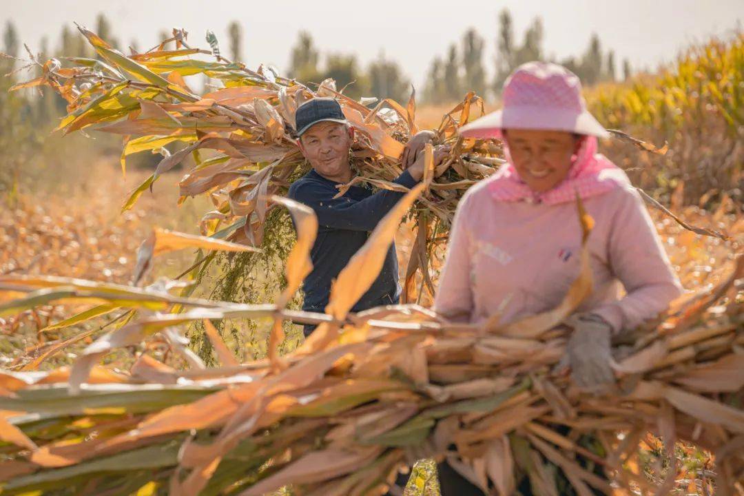 喀什市帕哈太克里乡水稻产业扶贫基地,当地农户在水稻田里收获"小龙虾