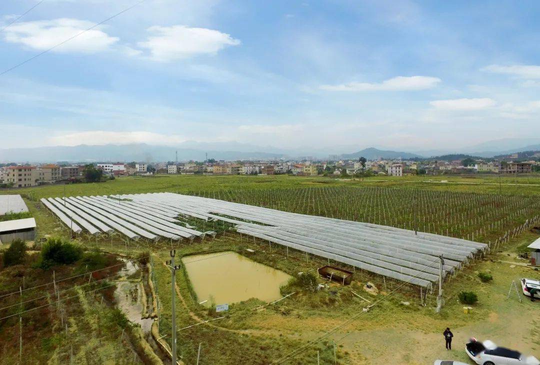 南山区帮扶连平纪实系列报道忠信镇东升村造血式扶贫让致富种子生根