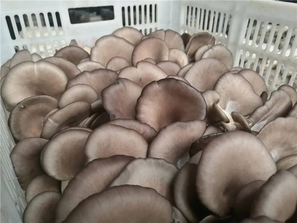 斑鸠店镇北枣园村平菇润味蕾助农享增收