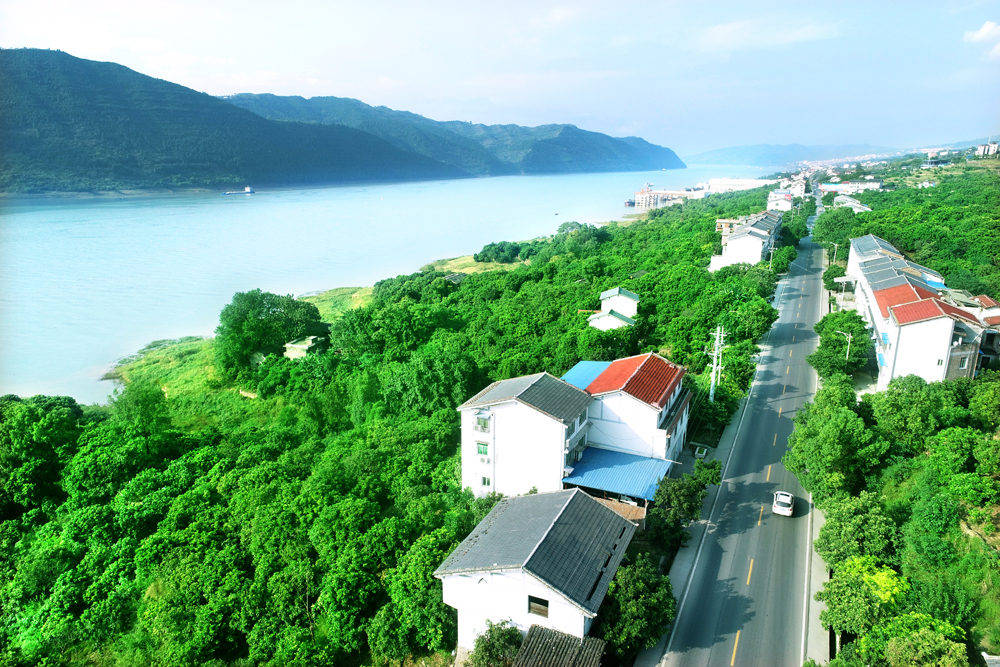 丰都县兴义镇长江村在退耕还林中栽植了大量的龙眼树 图/高志相cqdk