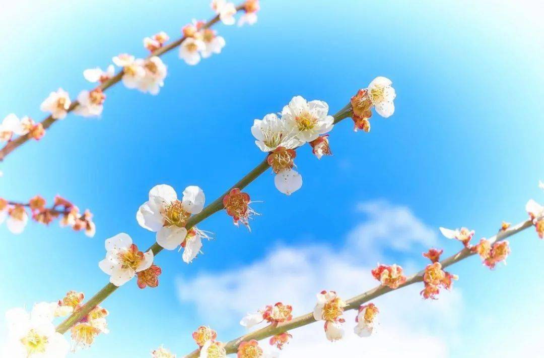 赏梅好时节 梅花