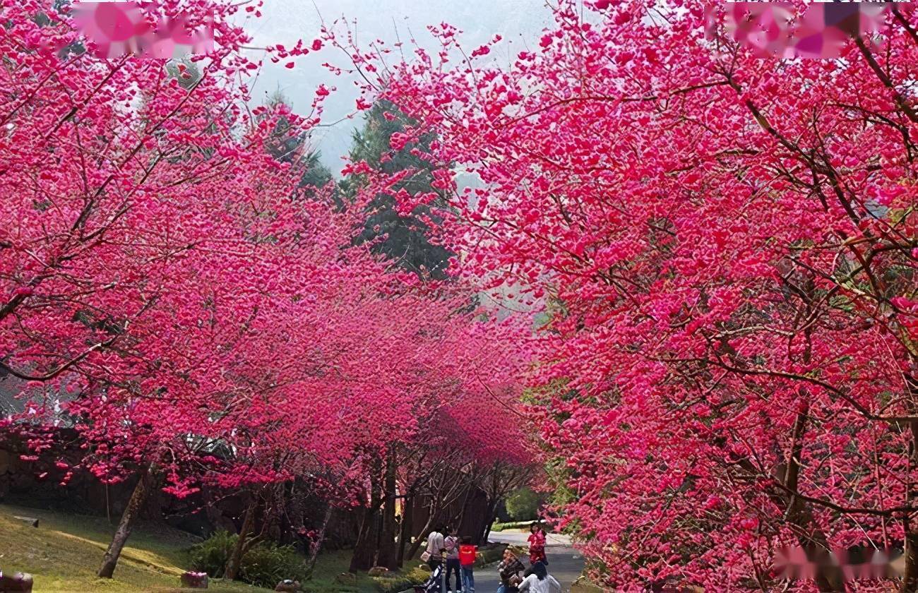 中国樱花和日本樱花有什么区别
