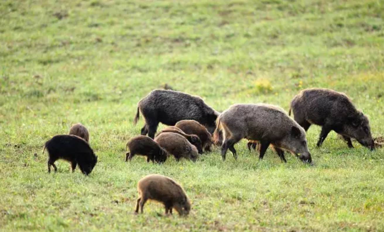 农民自费100多万成立护农狩猎社，1年捕杀300头野猪