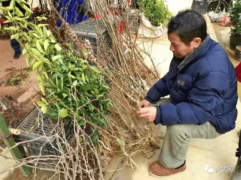 武冈好多人抢着在湾头桥买树苗!杉木,油茶,桔子树.