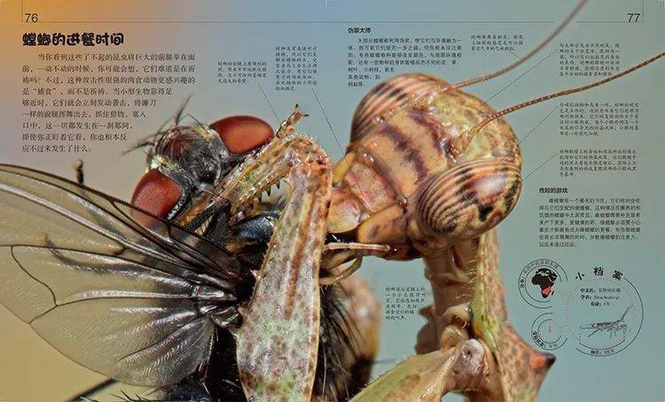 壁虎看世界 16d558b6773c4086946d8f710973fa66.jpeg