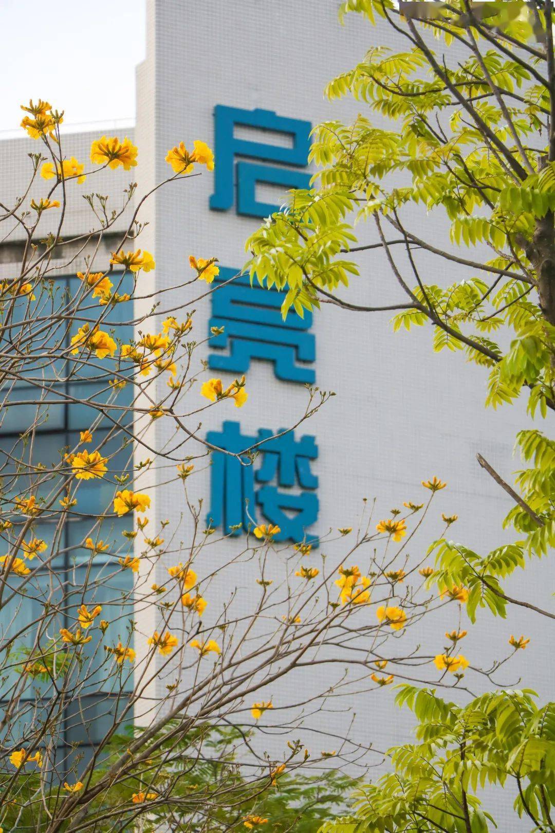 春暖花开走进中山一职捕捉那一抹让人心动的美好