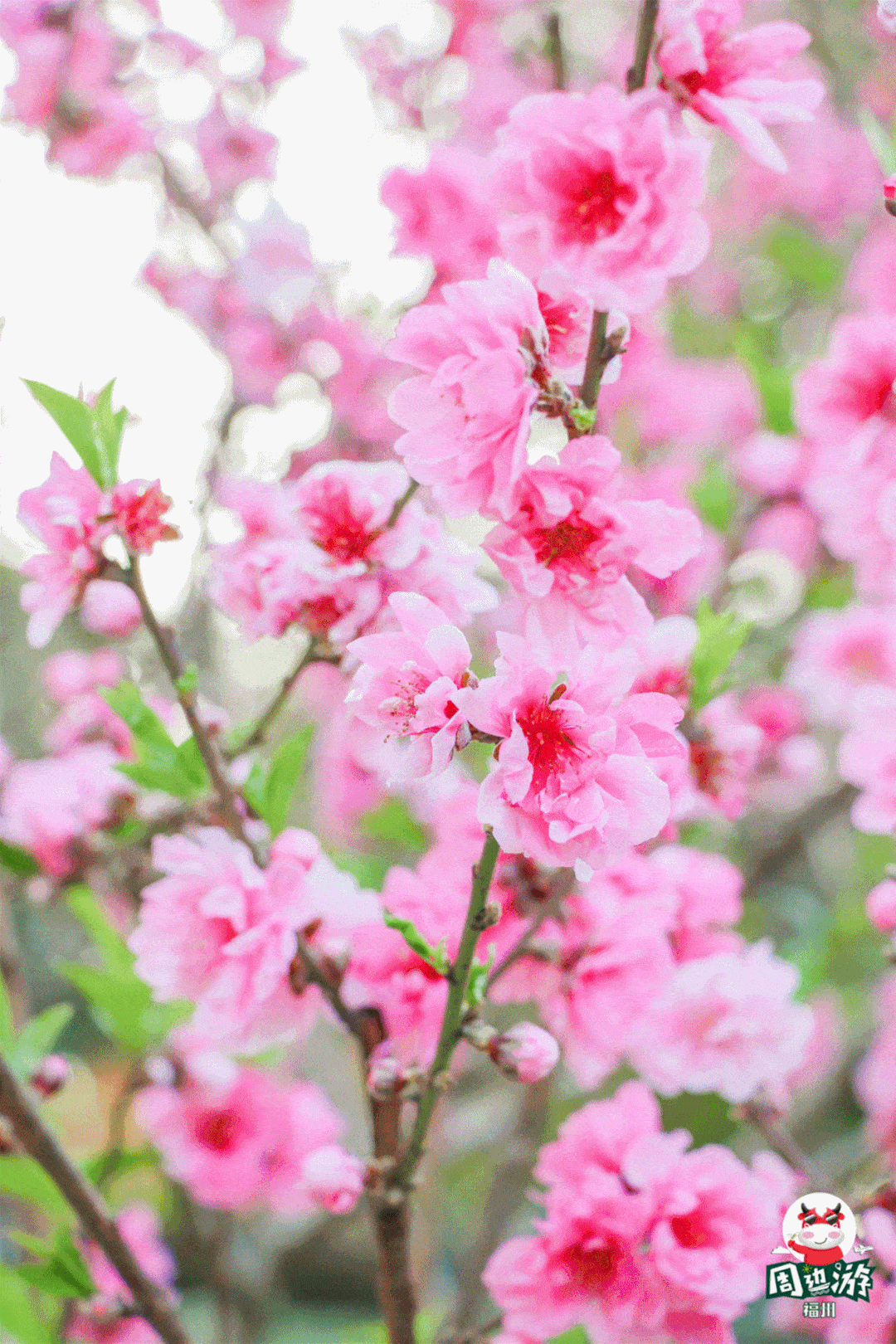 乌山迎最美赏花季！大片桃花、玉兰盛放，惊艳了整个春日！