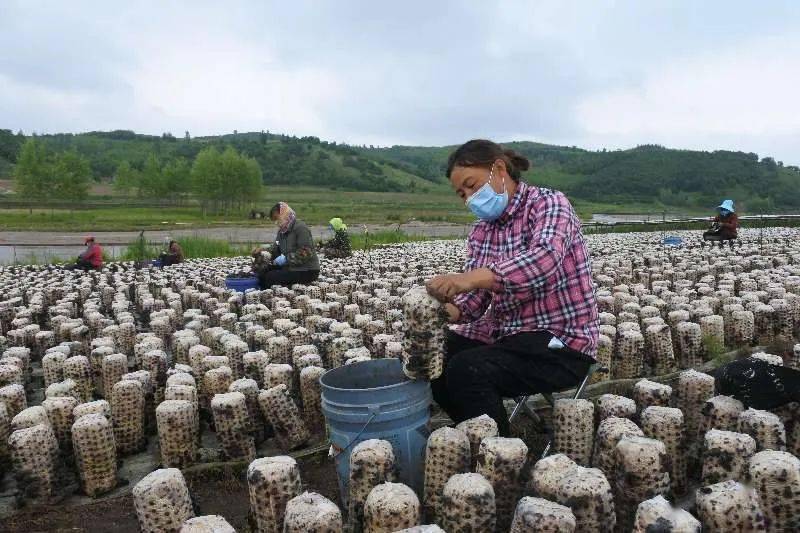 牡丹讧人口_国画牡丹