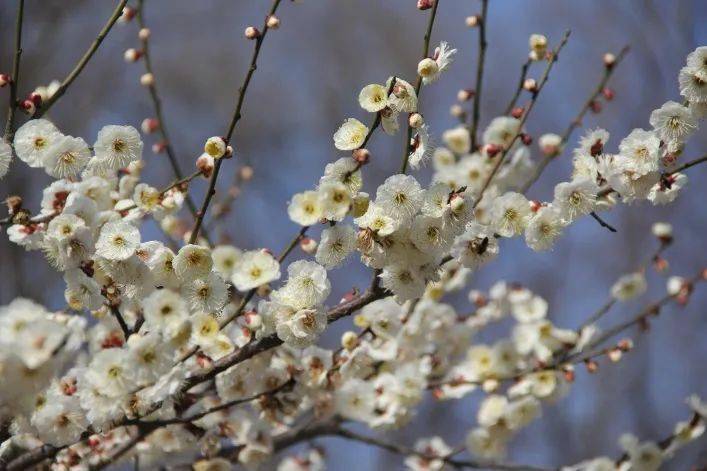 來認認這些常見梅花品種助你成為賞梅達人