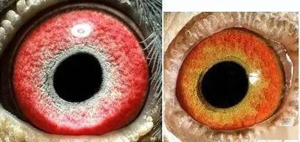 国内外鸽眼配对成功实例图解