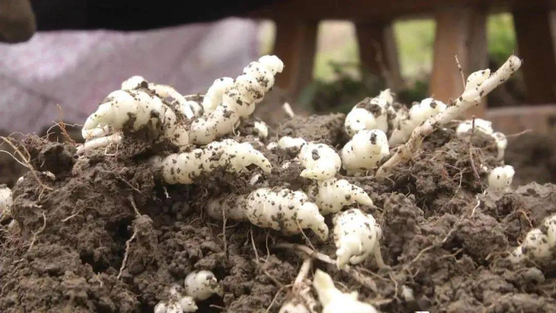 芋环又称宝塔菜或称甘露子也称"地环"岳口芋环外形为螺旋状其状似算盘