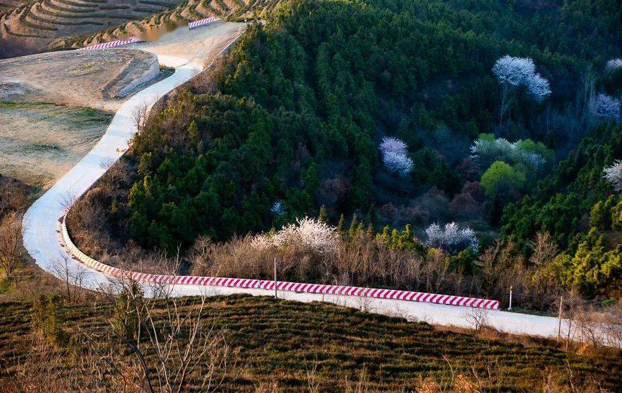 大悟樱花烂漫五岳山美成仙境