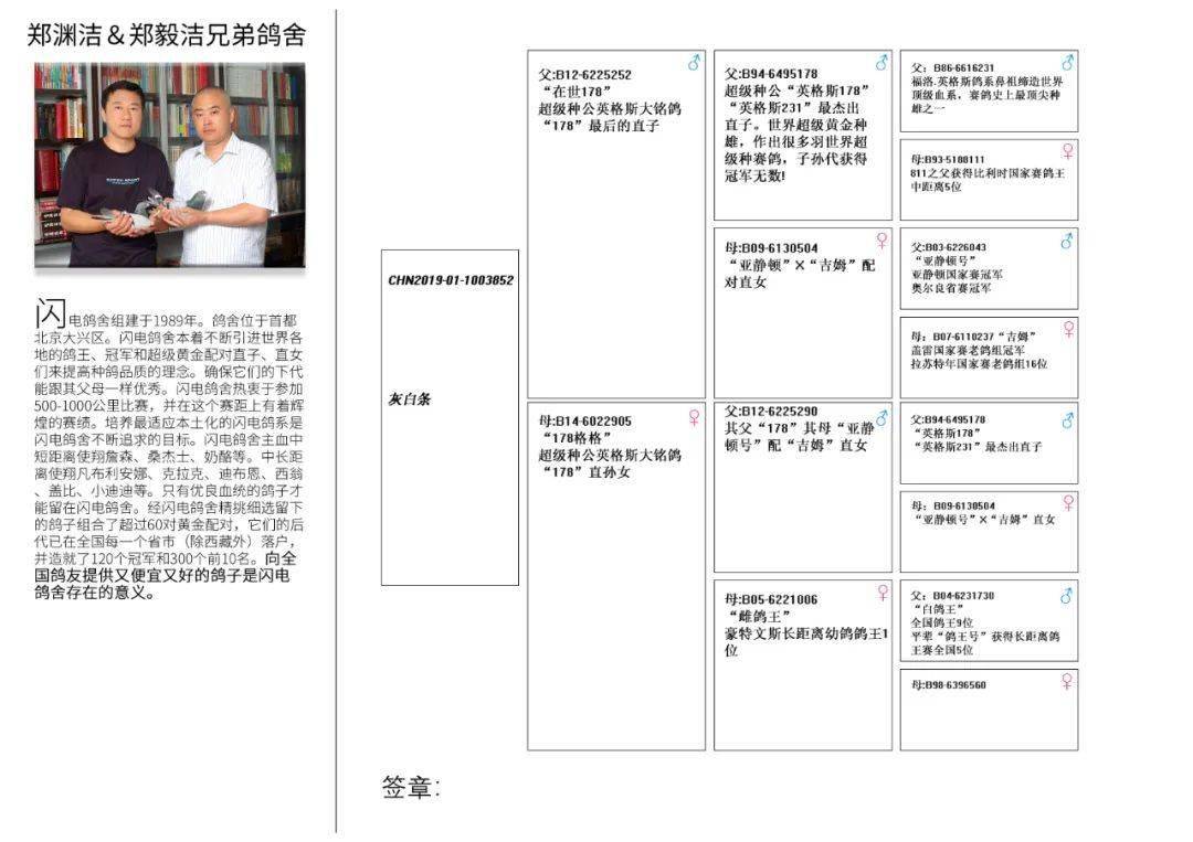 2015年巴塞罗那国家赛最佳鸽王兄弟x德国2008年国际赛鸽王全国1位