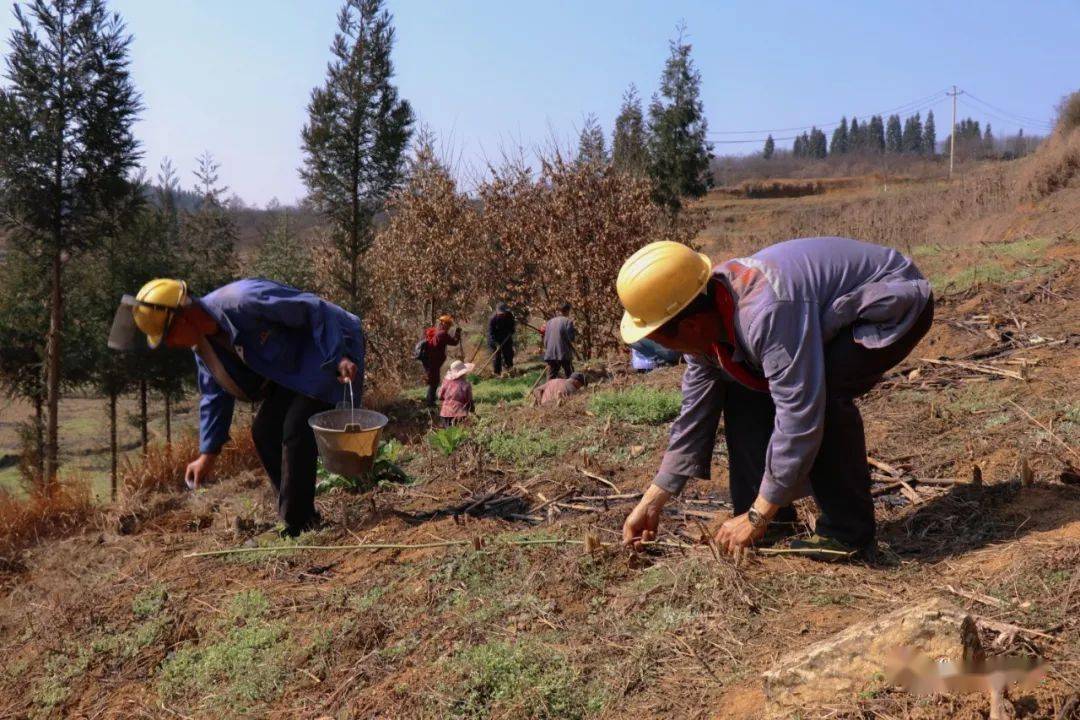 那楼屯良村那棉坡农业人口_人口老龄化图片(2)