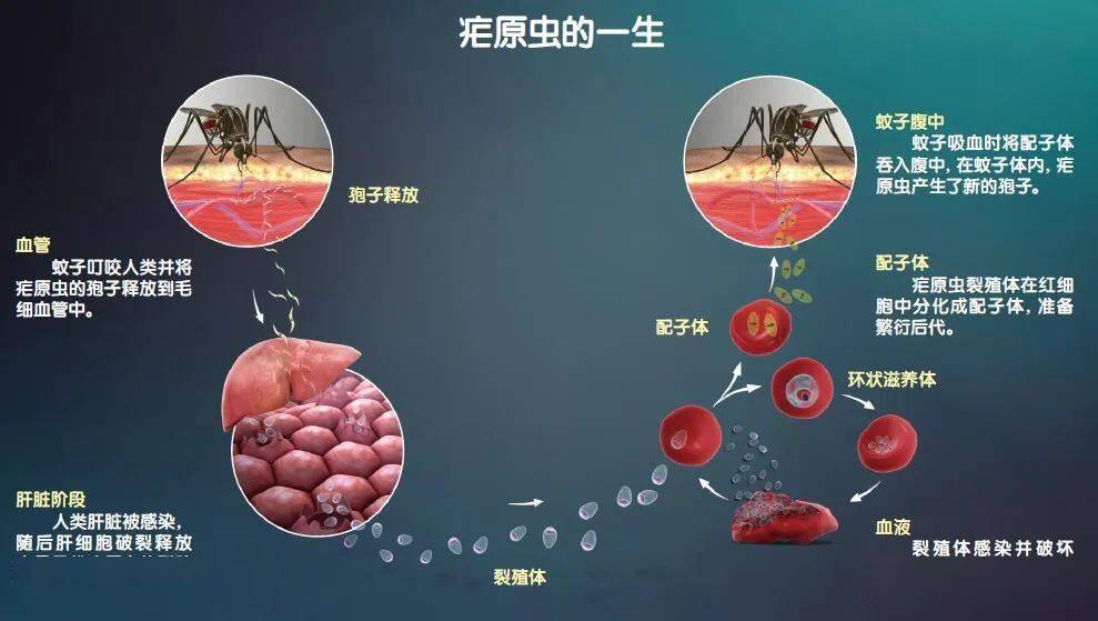 小蚊子如何改变人类的?_疟原虫