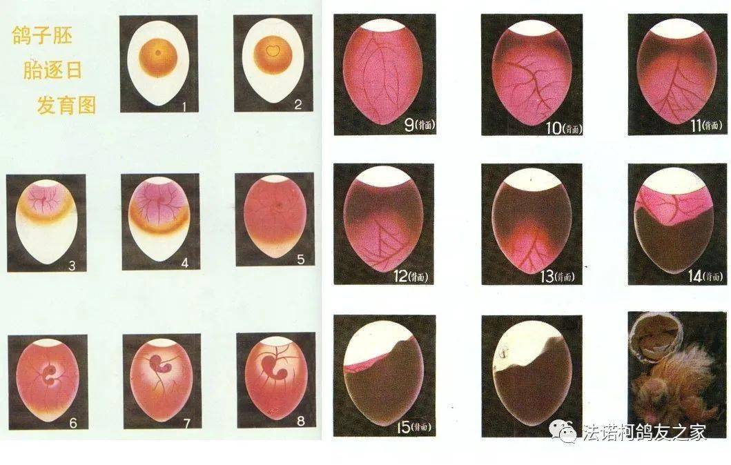 鸽子蛋孵十天死胎图片图片
