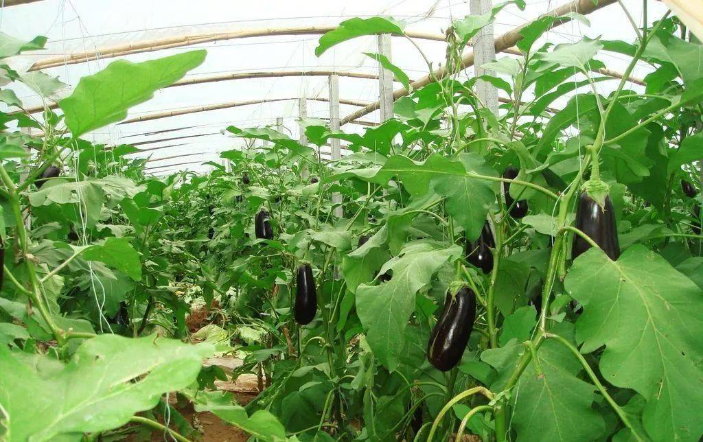 【植保】走好这四步,大棚蔬菜壮又旺_植株