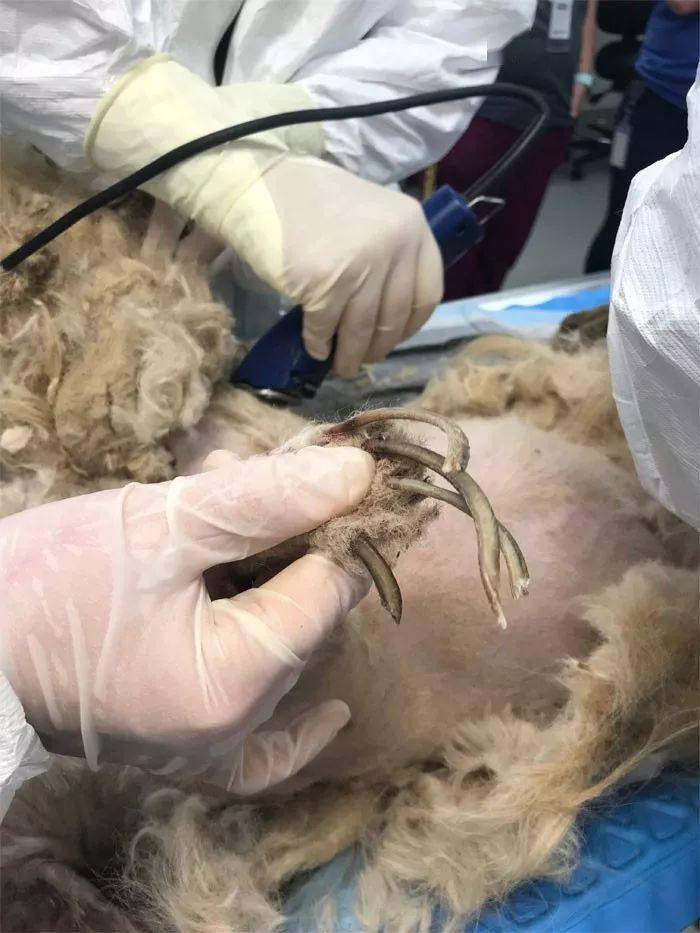救了只怪物，等剝掉毛發才發現，原來是個小可愛... 萌趣萌寵 第4张
