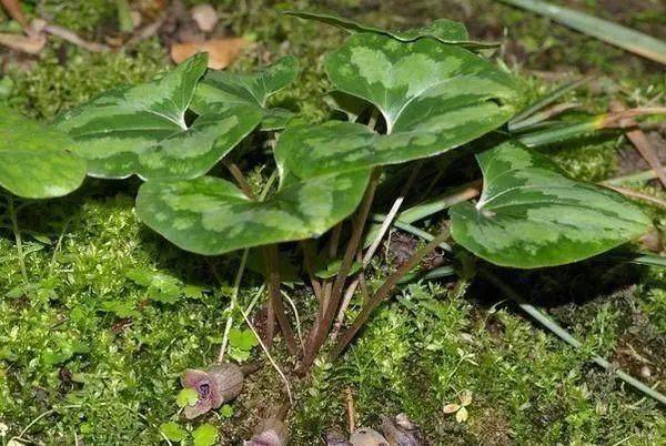 隐藏在大山里的名贵中草药有我们经常见到的