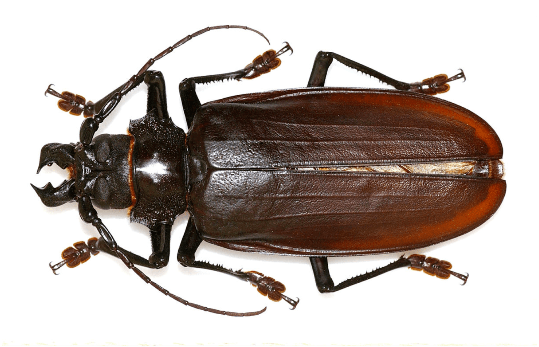 虫谱大观锯天牛