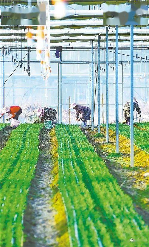 会昌GDP_会昌豆干(3)