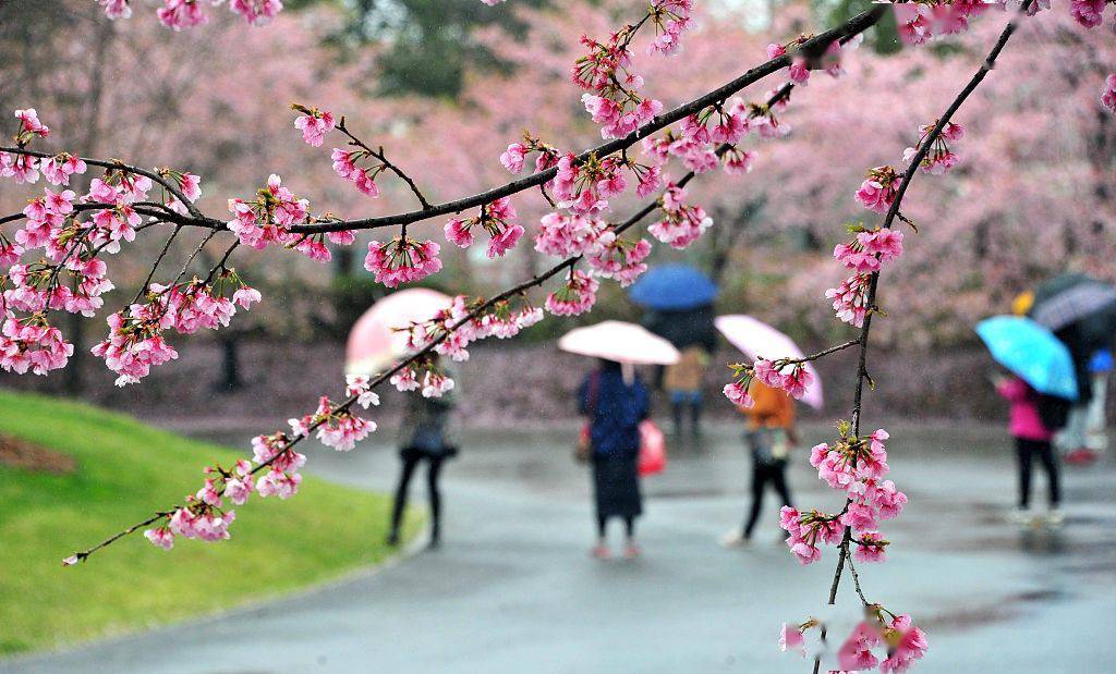 雨中赏樱！上海顾村公园的早樱开好了