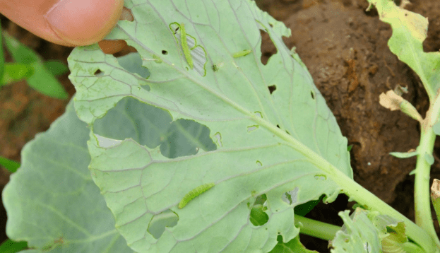 新一轮小菜蛾来袭!了解防治措施要及时!_幼虫
