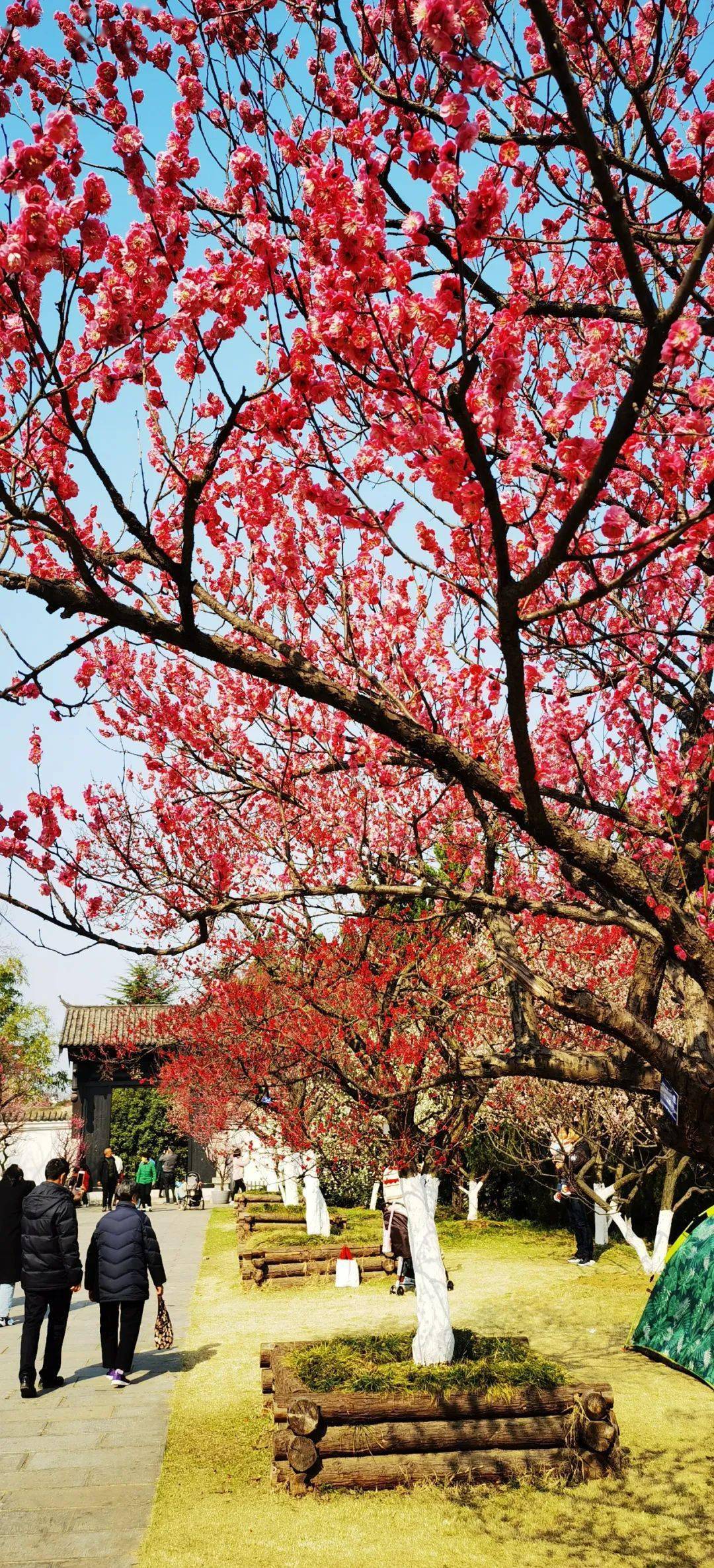 合肥植物园梅园占地150余亩,收集种植梅花品种150余种,5000余株,是