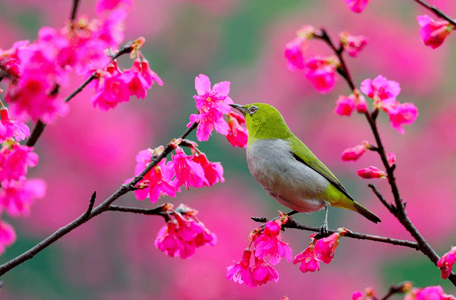 花开三月简谱_三月桃花心中开简谱