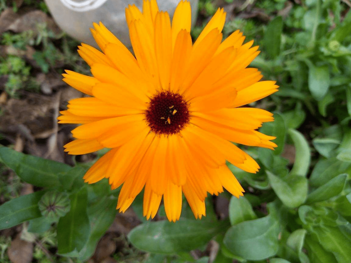 金盏花 花卉 万寿菊 - Pixabay上的免费照片 - Pixabay