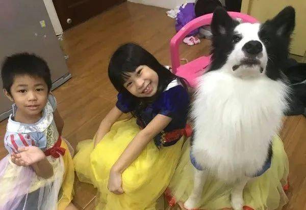 小主人向邊牧報喜：寒假多放兩天！可這貨的表情卻笑翻網友哈哈哈... 萌趣萌寵 第1张