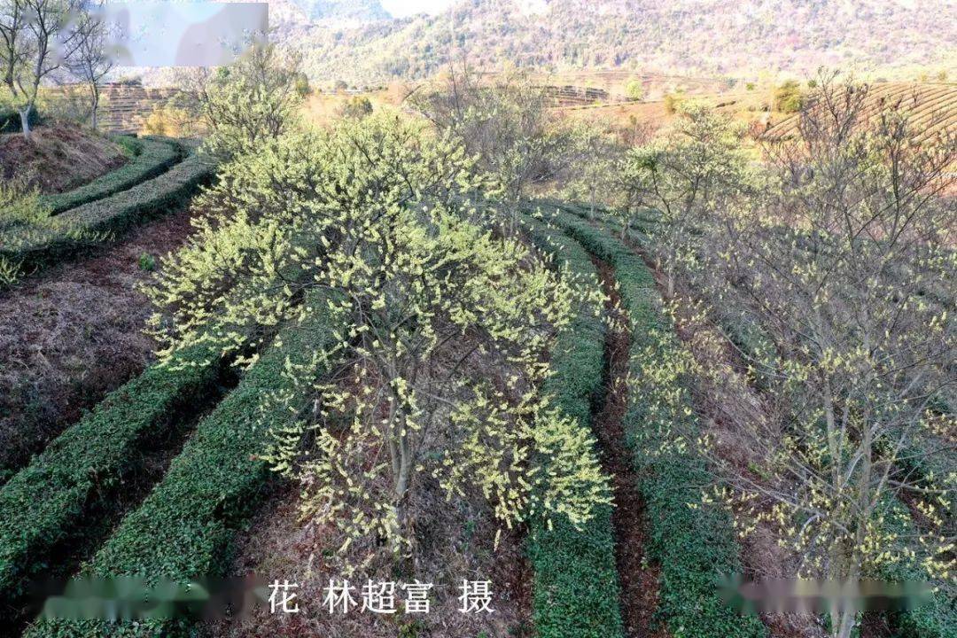 花,葉,果皮都是寶!_山蒼子