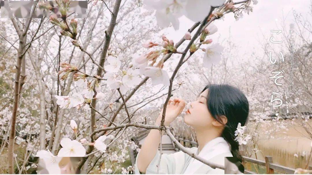 终于挑选出下面几个新手也可以尝试的慢漫可是翻烂了小红书,樱花拍照