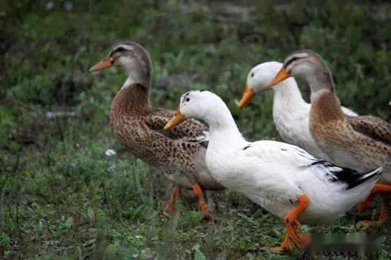 把鸭养在果园里,不但对鸭很好,而且对果园也很有利