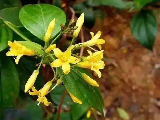 草药店老板因疏忽大意过失致一人死亡请一定要认清断肠草