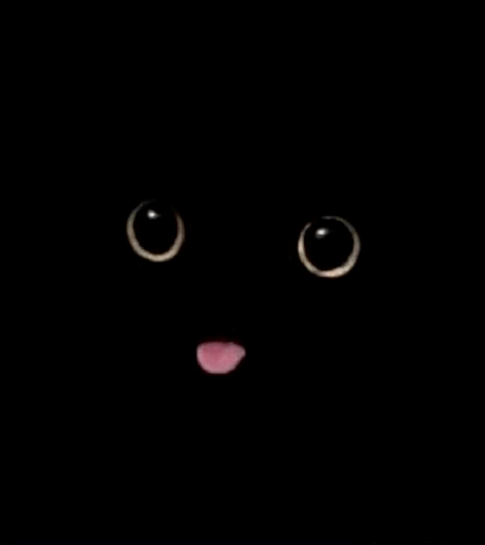 你可能不知道养只黑猫有多快乐!