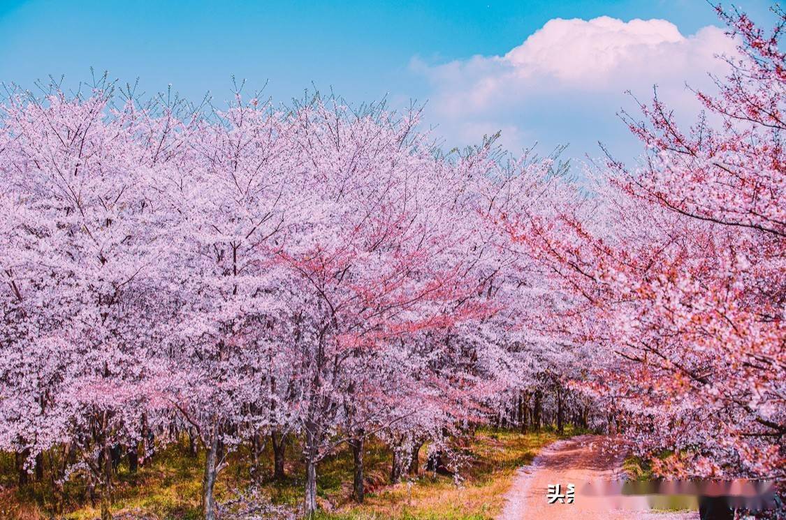 上萬畝櫻花都開啦,著名的萬畝櫻花園3月5日開園,即可入園賞花