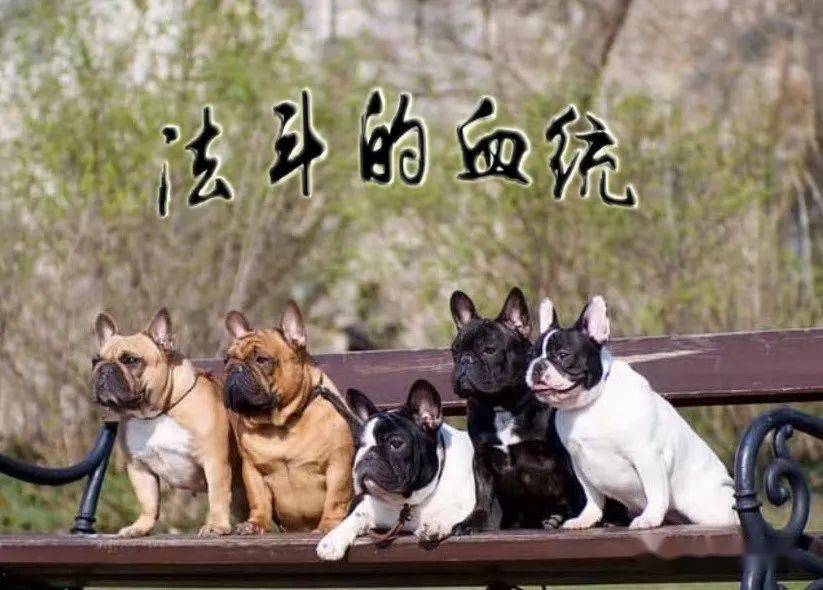 Lionheart犬舍主理人谈bobby的那些事儿 Jana