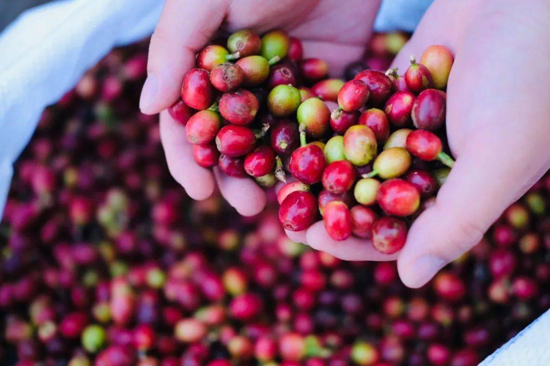 一天一点普洱(2052)全产业链加工园启航在即 普洱咖啡再迎里程碑