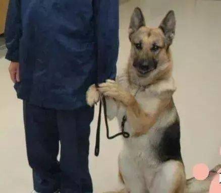 警犬紧握主人的手不放 上台领奖 狗狗也会紧张害羞 训导员