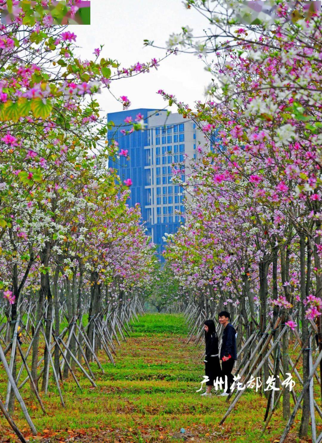 粉透半边天花都湖万株宫粉紫荆怒放