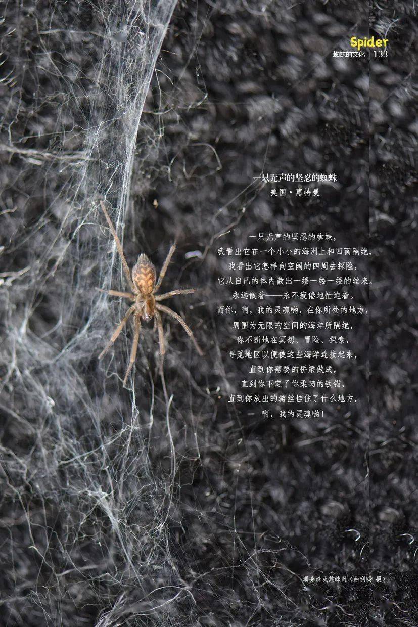 蜘蛛资料简介图片