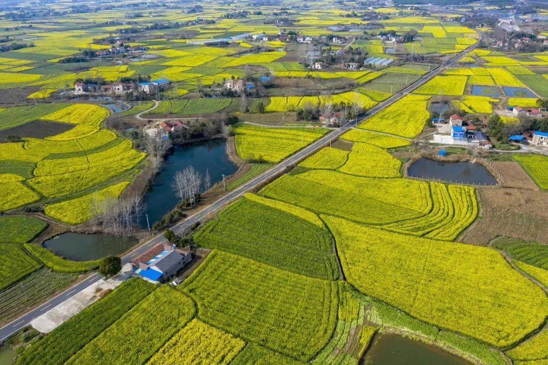 气温窜升达18监利油菜花开