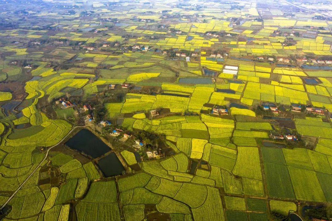 气温窜升,达18℃,监利油菜花开....._季节