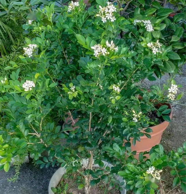 九里香開花香養好九里香做好這幾點