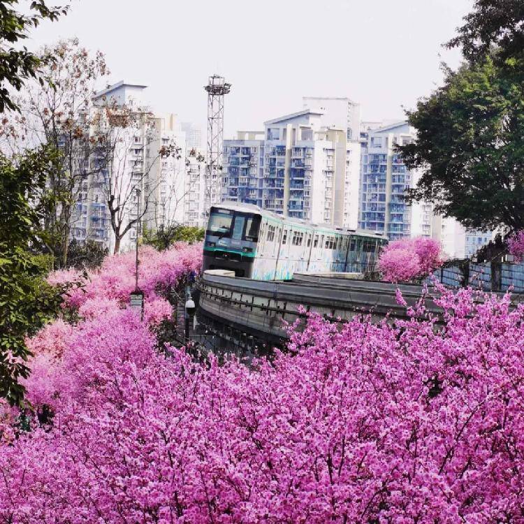 花开了，鸟叫了，公园更挤了...重庆的春天来了！