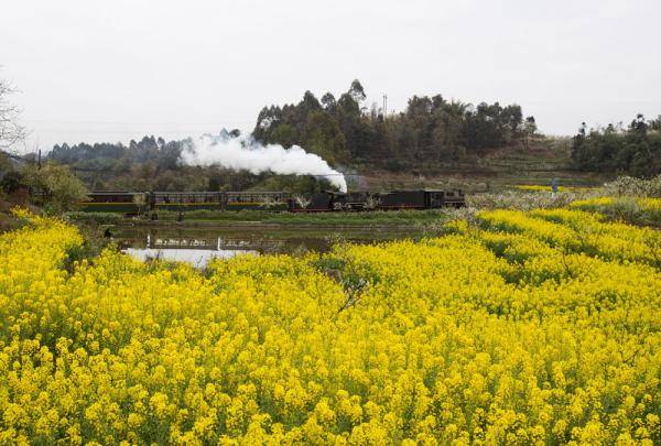 3月2日,一列嘉陽小火車經過菜子壩附近的花海.