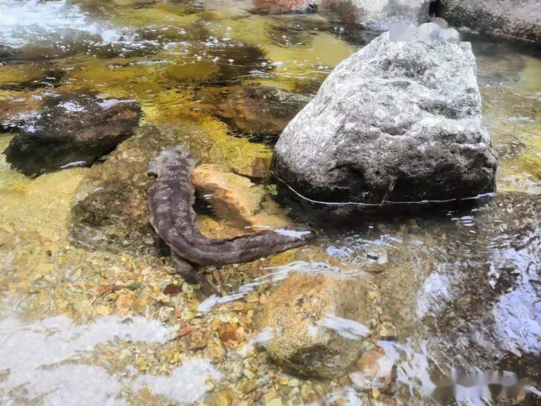 牆邊發現一條一大鯢(俗稱娃娃魚),大鯢是我國特產的一種珍貴野生動物